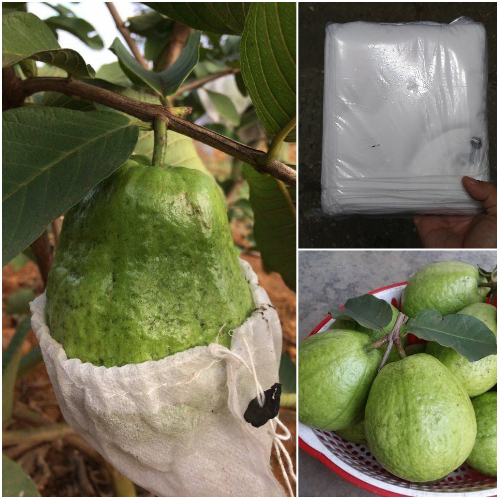Túi bọc bảo vệ trái cây giá rẻ, chất lượng tại Trí Việt