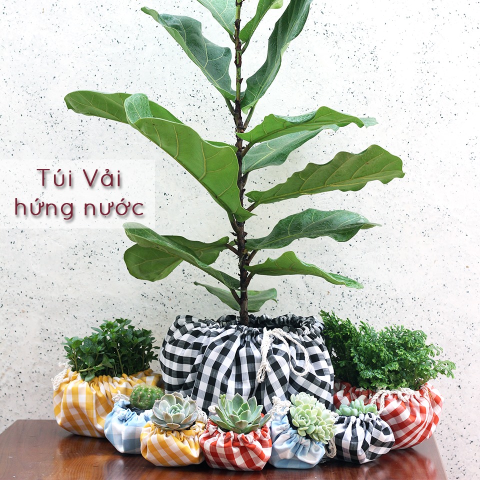 Không chỉ tiện dụng, túi canvas hứng nước trang trí chậu cây còn mang lại hiệu quả phát triển cho cây trồng